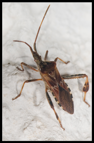 Leptoglossus occidentalis